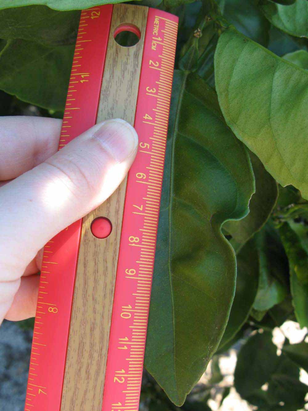              Unifoliolate leaf (Winter Haven, FL)       